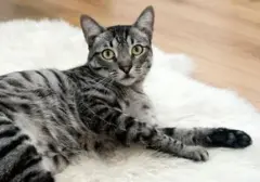 Memahami Kucing Anda: 7 Bahasa Tubuh yang Wajib Diketahui Pemilik Hewan