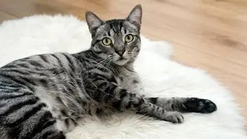 Memahami Kucing Anda: 7 Bahasa Tubuh yang Wajib Diketahui Pemilik Hewan