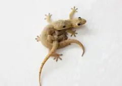 Waspada Bakteri! Ini Cara Aman Membersihkan Kotoran Cicak di Rumah