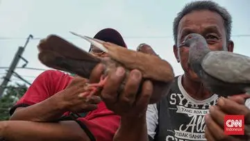 Merpati Kolong: Tradisi Langka yang Tetap Hidup di Tengah Riuhnya Ibu Kota