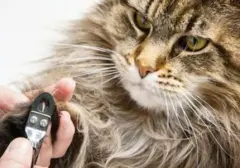 Panduan Lengkap Memotong Kuku Kucing: Cegah Luka dan Hindari Cakaran Fatal