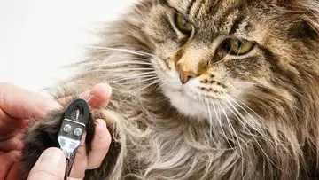 Panduan Lengkap Memotong Kuku Kucing: Cegah Luka dan Hindari Cakaran Fatal