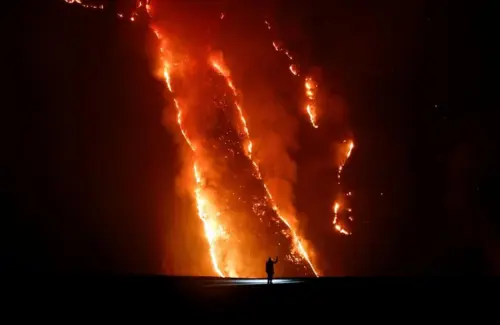 Api Lalap 125 Hektare Hutan Cemara Bromo Akibat Pembakaran Arang Ilegal
