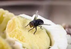 Waspada Lalat Pembawa Penyakit: Tips Ampuh Usir Lalat Agar Tak Bertelur di Makanan