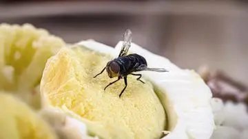 Waspada Lalat Pembawa Penyakit: Tips Ampuh Usir Lalat Agar Tak Bertelur di Makanan