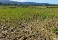 El Nino 2026 Muncul Tak Terduga, Ilmuwan Terkejut dengan Intensitasnya