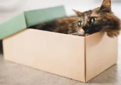 Kenali 4 Tanda Kucing Stres, Pemilik Wajib Waspada!