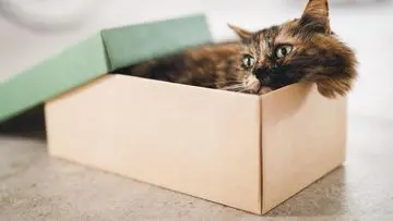 Kenali 4 Tanda Kucing Stres, Pemilik Wajib Waspada!