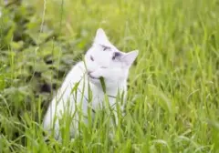 Mengapa Kucing Liar Sering 'Bertamu' ke Halaman Rumah Anda? Ini 5 Alasannya
