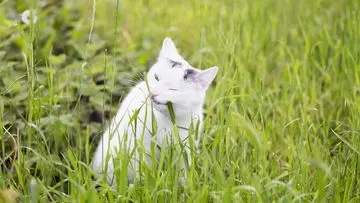 Mengapa Kucing Liar Sering 'Bertamu' ke Halaman Rumah Anda? Ini 5 Alasannya