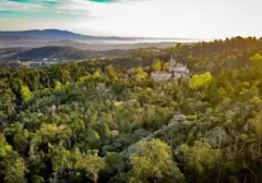 Hutan Kuno 400 Tahun di Bali, 'Pusaka Alam' dengan Potensi Khasiat Medis
