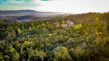 Hutan Kuno 400 Tahun di Bali, 'Pusaka Alam' dengan Potensi Khasiat Medis