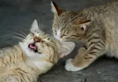 Waspada! 5 Pemicu Stres pada Kucing yang Sering Terlewatkan Pemilik