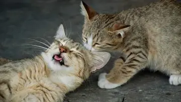 Waspada! 5 Pemicu Stres pada Kucing yang Sering Terlewatkan Pemilik