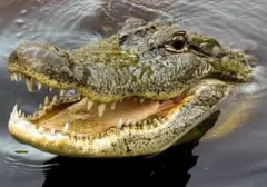 Aksi Heroik Pemuda Selamatkan Turis Wanita dari Serangan Buaya di Sungai