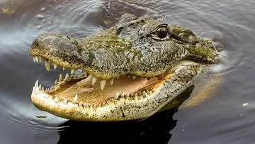 Aksi Heroik Pemuda Selamatkan Turis Wanita dari Serangan Buaya di Sungai