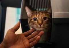 Misteri Tatapan Kucing: 5 Alasan Ilmiah di Balik Perilaku yang Membuat Pemiliknya Penasaran