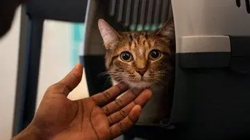 Misteri Tatapan Kucing: 5 Alasan Ilmiah di Balik Perilaku yang Membuat Pemiliknya Penasaran