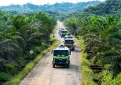 Sawit Sumbang Devisa Rp356 Triliun, Indonesia Dorong Penguatan Aliansi Produsen Minyak Nabati Dunia