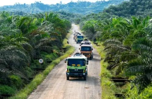 Sawit Sumbang Devisa Rp356 Triliun, Indonesia Dorong Penguatan Aliansi Produsen Minyak Nabati Dunia