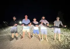 Piton Burma Kian Sulit Diberantas di Florida, Ancaman Predator Semakin Nyata