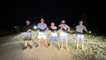 Piton Burma Kian Sulit Diberantas di Florida, Ancaman Predator Semakin Nyata