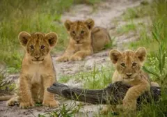 Insiden Mengerikan: Turis China Digigit Singa Saat Atraksi Berbayar di Taman Safari