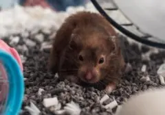 Waspadai 5 Tanda Hamster Stres, Perhatikan Perilaku Hewan Peliharaan Kesayangan Anda