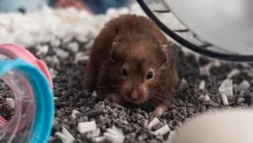 Waspadai 5 Tanda Hamster Stres, Perhatikan Perilaku Hewan Peliharaan Kesayangan Anda