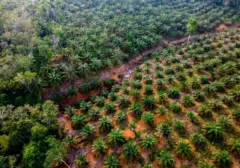 Peremajaan Sawit Rakyat Mendesak: Tingkatkan Produktivitas dan Kesejahteraan Petani