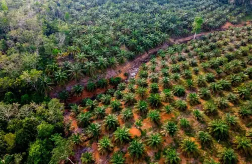 Peremajaan Sawit Rakyat Mendesak: Tingkatkan Produktivitas dan Kesejahteraan Petani