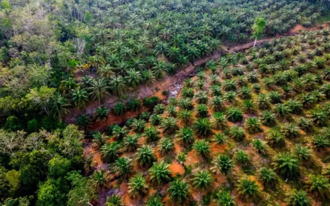 Peremajaan Sawit Rakyat Mendesak: Tingkatkan Produktivitas dan Kesejahteraan Petani