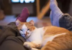 Deteksi Dini: Kenali 7 Tanda Kucing Anda Sedang Mengalami Stres