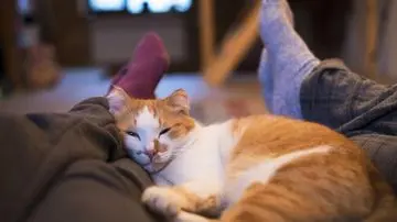 Deteksi Dini: Kenali 7 Tanda Kucing Anda Sedang Mengalami Stres