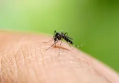 Golongan Darah O Paling Menarik Perhatian Nyamuk, Ini Penjelasannya