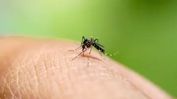 Golongan Darah O Paling Menarik Perhatian Nyamuk, Ini Penjelasannya