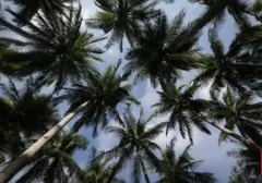 Kelapa: Jantung Kuliner Nusantara yang Terancam Hilang, Apa Dampaknya?