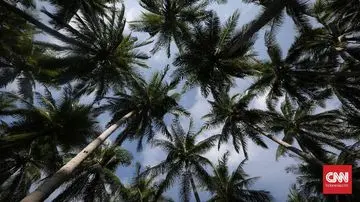 Kelapa: Jantung Kuliner Nusantara yang Terancam Hilang, Apa Dampaknya?