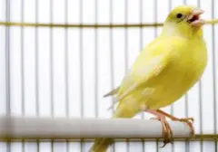 Panduan Lengkap: Memilih Burung Kicau Merdu yang Ideal untuk Pemula