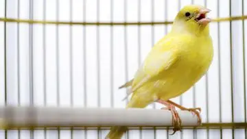 Panduan Lengkap: Memilih Burung Kicau Merdu yang Ideal untuk Pemula