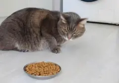 5 Alasan Kucing Mogok Makan: Kapan Harus Segera ke Dokter Hewan?