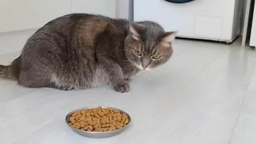 5 Alasan Kucing Mogok Makan: Kapan Harus Segera ke Dokter Hewan?