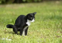 Mitos Kucing Picu Keguguran Terbantahkan: Dokter Ungkap Fakta Medis di Baliknya