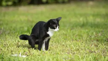 Mitos Kucing Picu Keguguran Terbantahkan: Dokter Ungkap Fakta Medis di Baliknya
