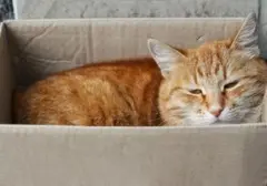 Lebih dari Sekadar Kenyamanan: 5 Alasan Ilmiah Kucing Terpesona Kardus