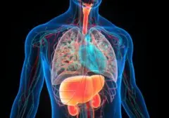 Mengejutkan! 6 Organ Ini Bisa Diangkat dan Manusia Tetap Bertahan Hidup