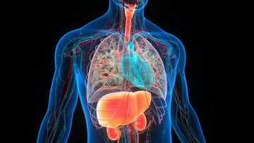 Mengejutkan! 6 Organ Ini Bisa Diangkat dan Manusia Tetap Bertahan Hidup