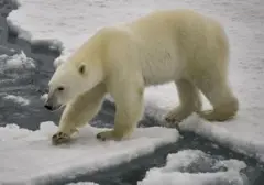 Turis Terancam Denda Rp94 Juta Akibat Bangunkan Beruang Kutub dengan Klakson Kapal di Svalbard