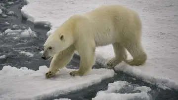 Turis Terancam Denda Rp94 Juta Akibat Bangunkan Beruang Kutub dengan Klakson Kapal di Svalbard