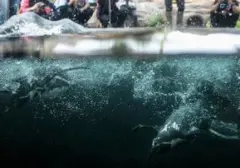 4 Penguin Mati Akibat Malaria di Kebun Binatang Jepang, Kekhawatiran Merebak